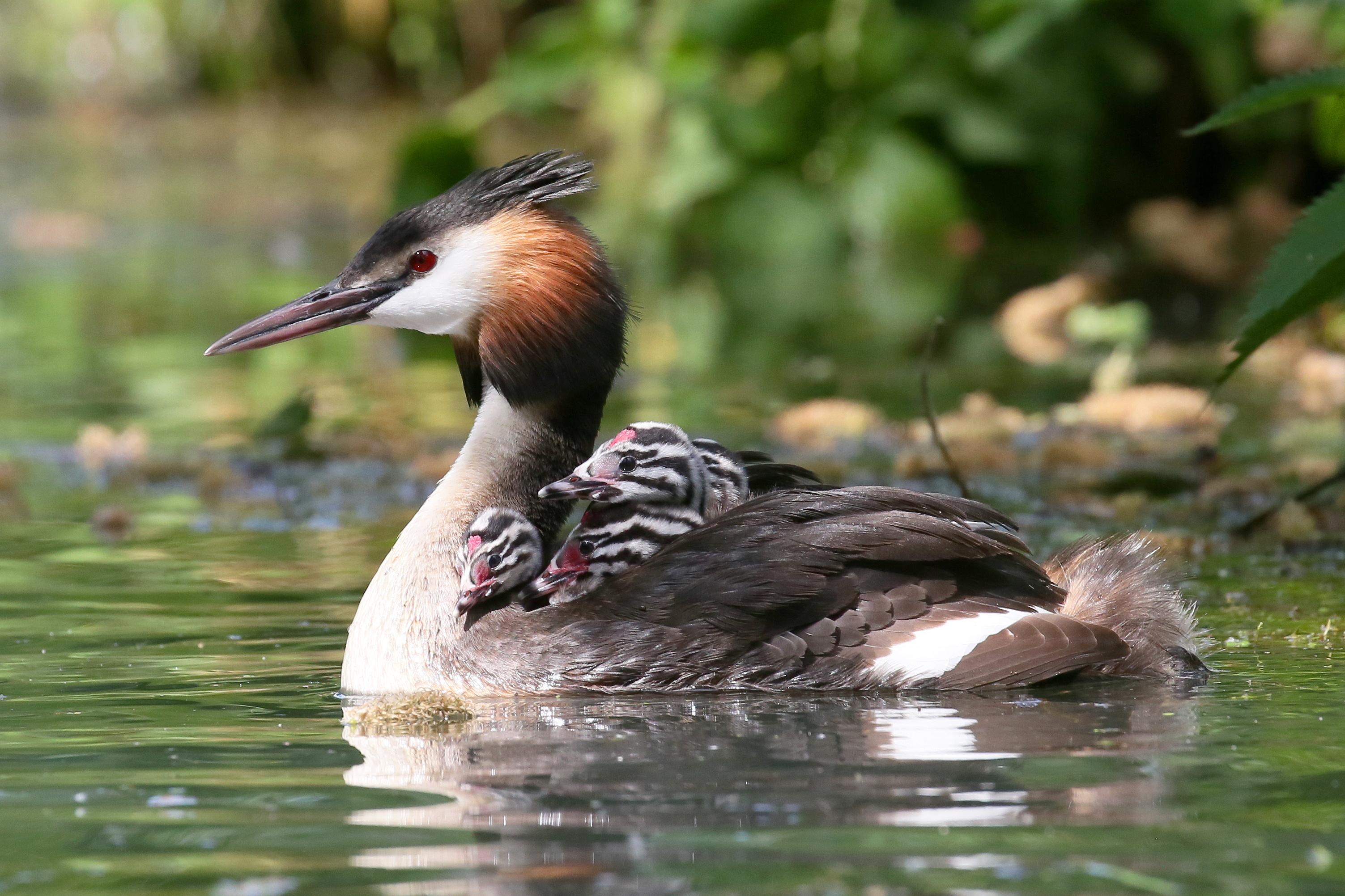 Partager l’effort – Parents modèles et jeunes apprentis